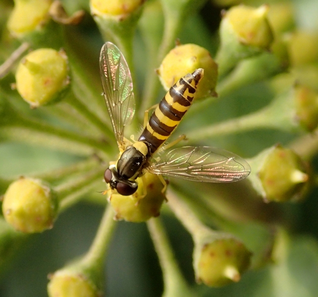 Sphaerophoria scripta (Linnaeus, 1758)